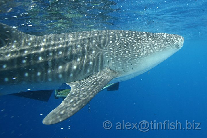 Whale_Shark-106.JPG - These spots are unique to each individual and are useful for counting populations